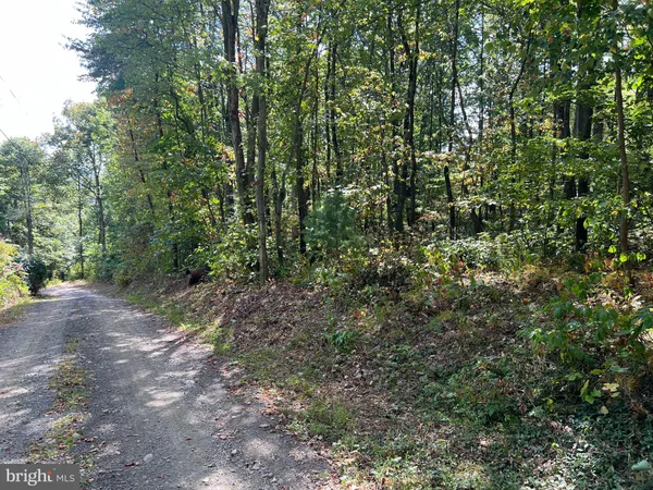 a view of a forest with trees in the background