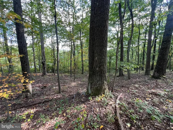 a view of a forest with trees in the background
