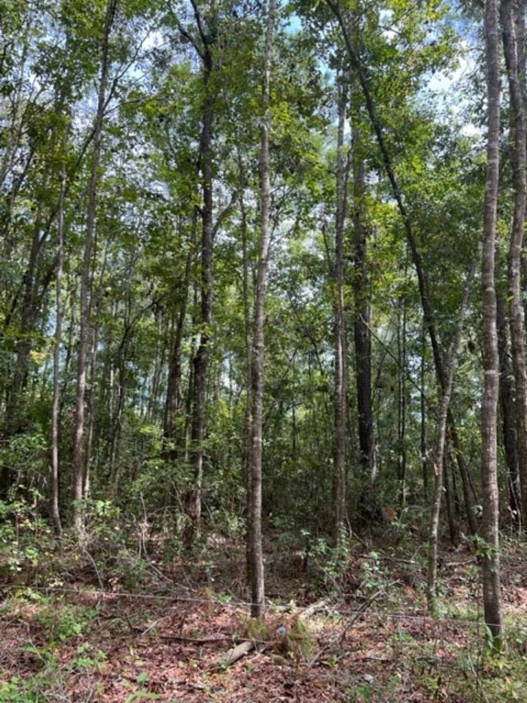 98 Cox Road Monticello, FL 32344 - Photo 7 of 17 Gallery Image 7