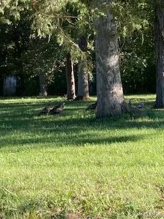 $20,000 | 0 White Swan Park, Unit 32, Baldwin, IL 62217