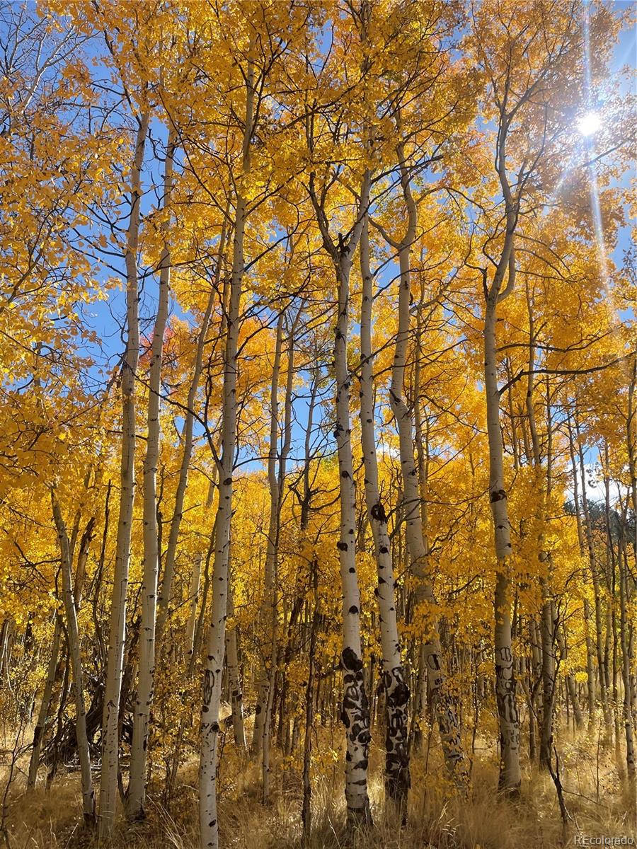 259 Bordenville Road Jefferson, CO 80456 - Photo 39 of 47 a view of yard