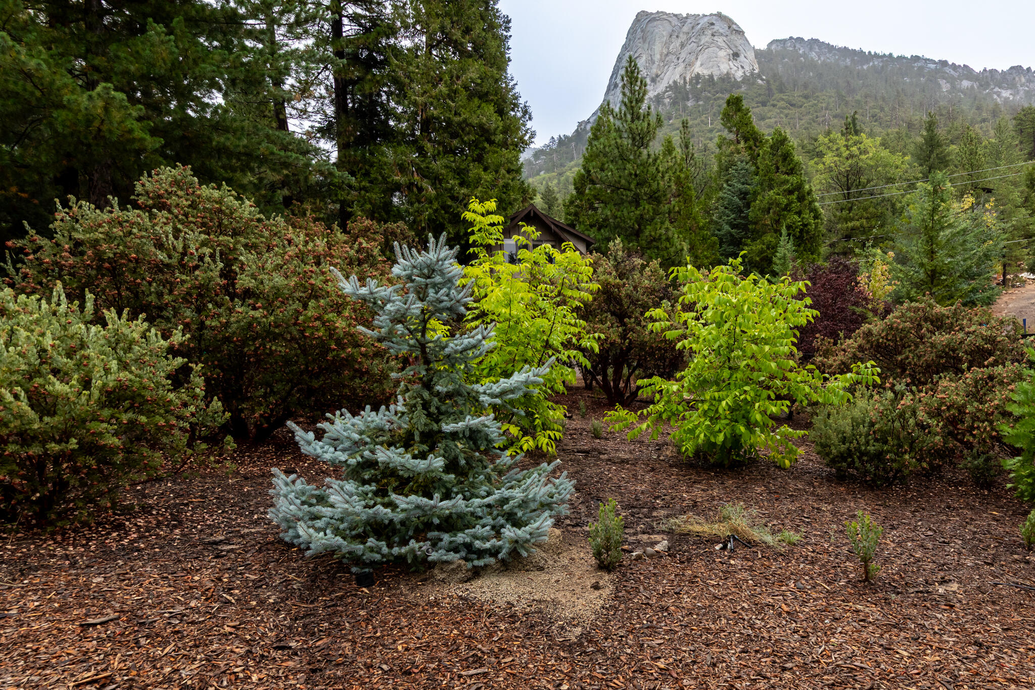 24752 Fern Valley Road Idyllwild, CA 92549 - Photo 32 of 35 a view of a garden with a tree