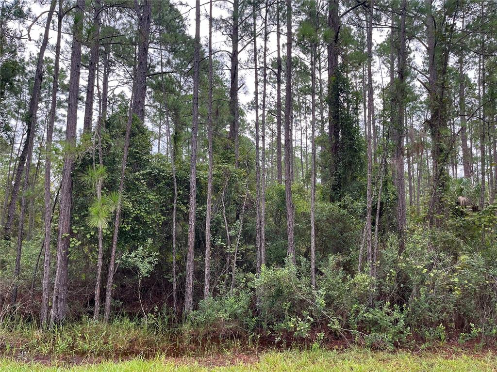 117 Mosswood Street Georgetown, FL 32139 - Photo 1 of 8 a view of forest and trees