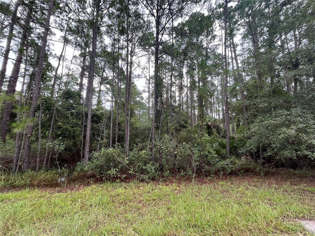 117 Mosswood Street Georgetown, FL 32139 - Photo 4 of 8 a view of backyard with green space