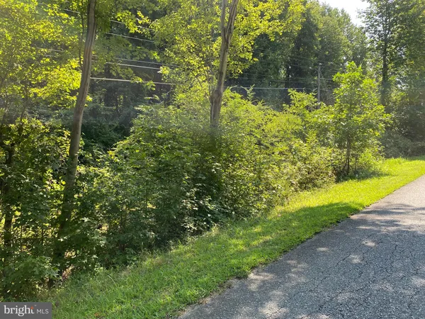 a view of a yard with plants and large trees