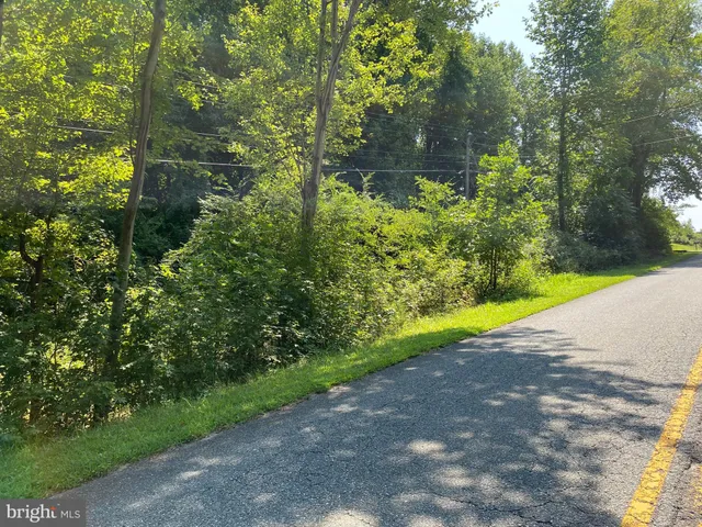 a view of a yard with plants and large trees