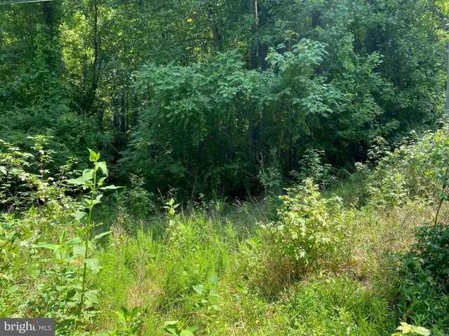 a view of a lush green forest