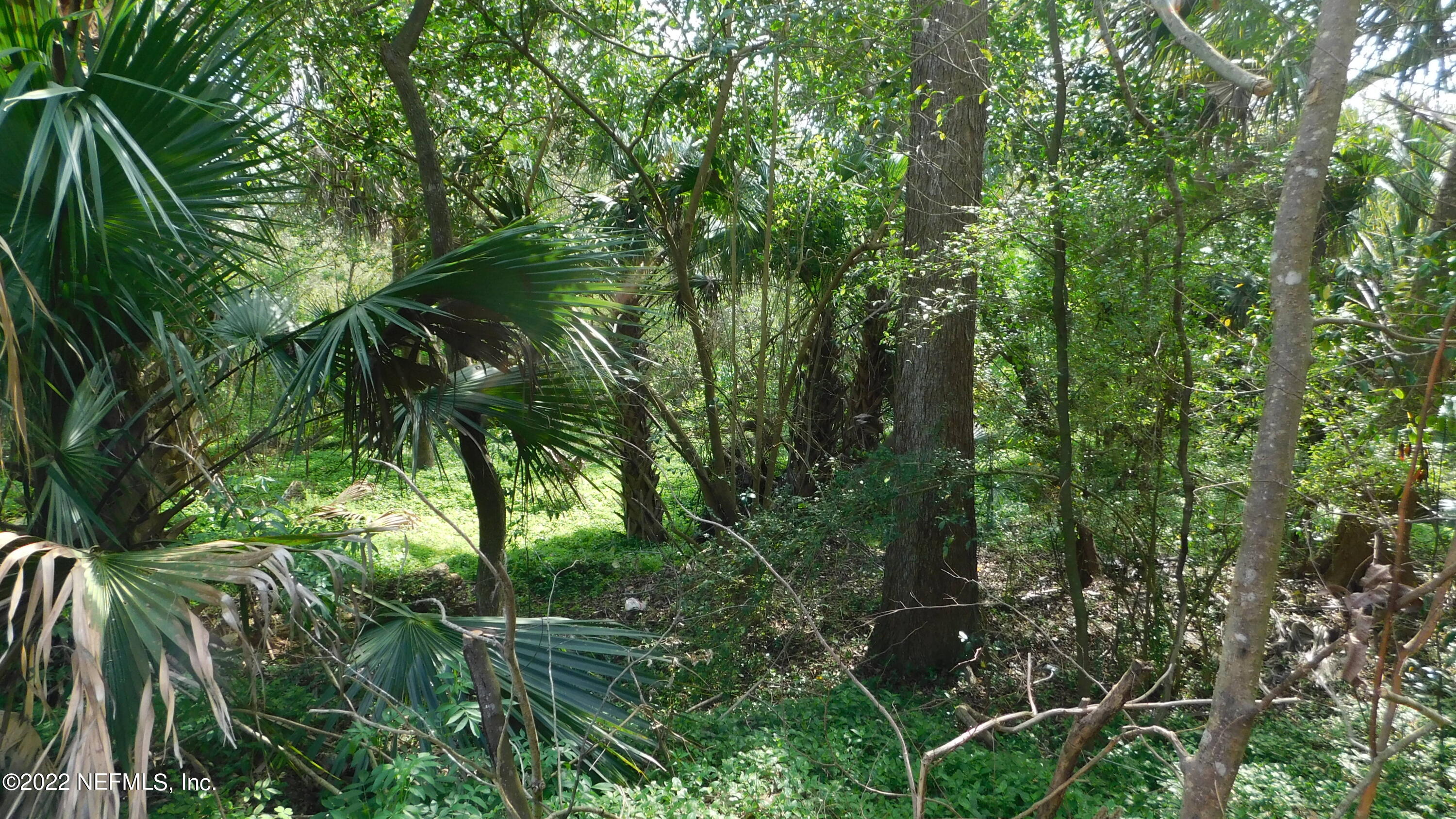 0 Bergman Road Jacksonville, FL 32208 - Photo 3 of 10 a backyard of a house with lots of trees