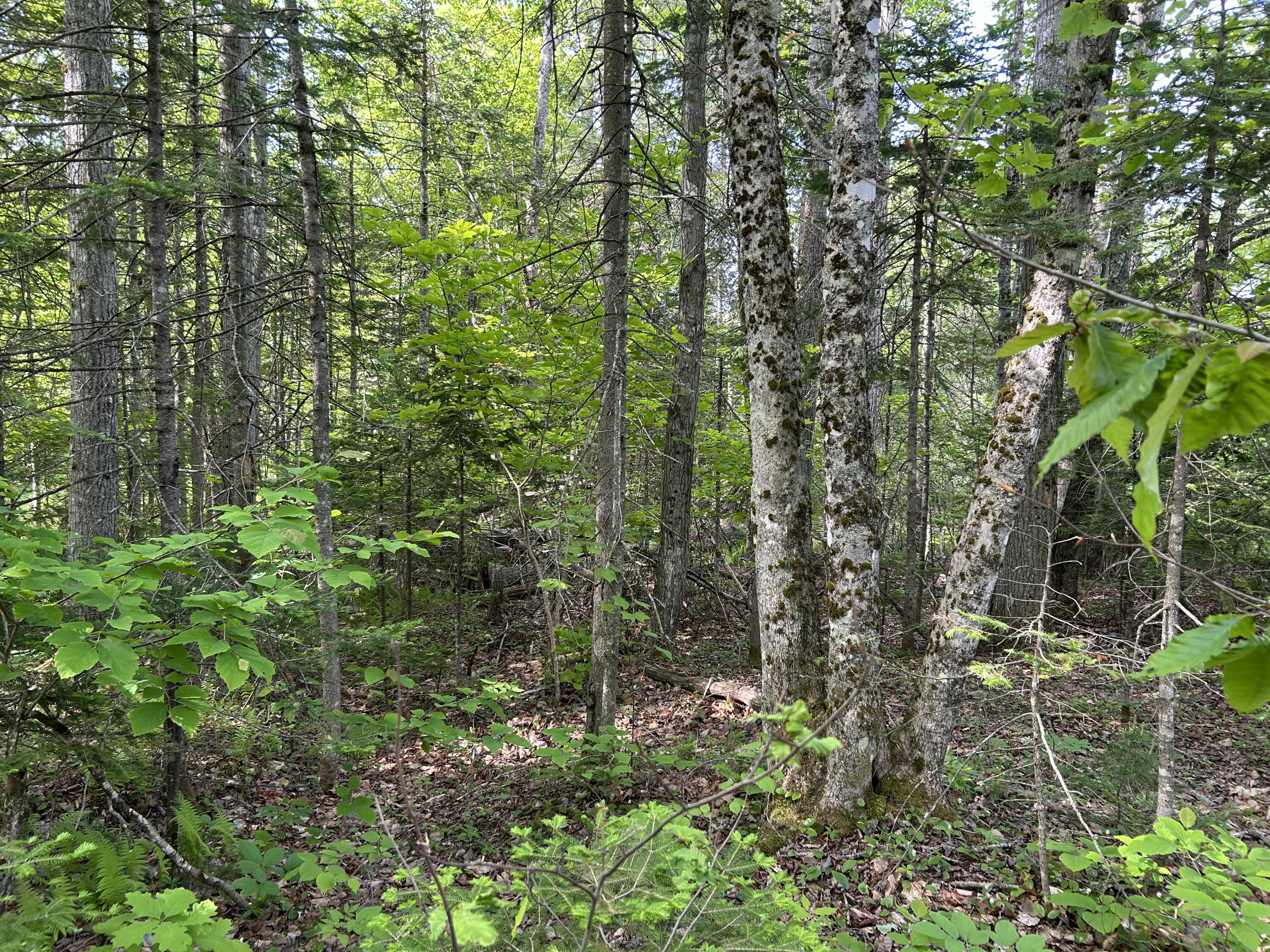 M5-l16 Clark Road Prospect, ME 04981 - Photo 43 of 45 IMG_8782