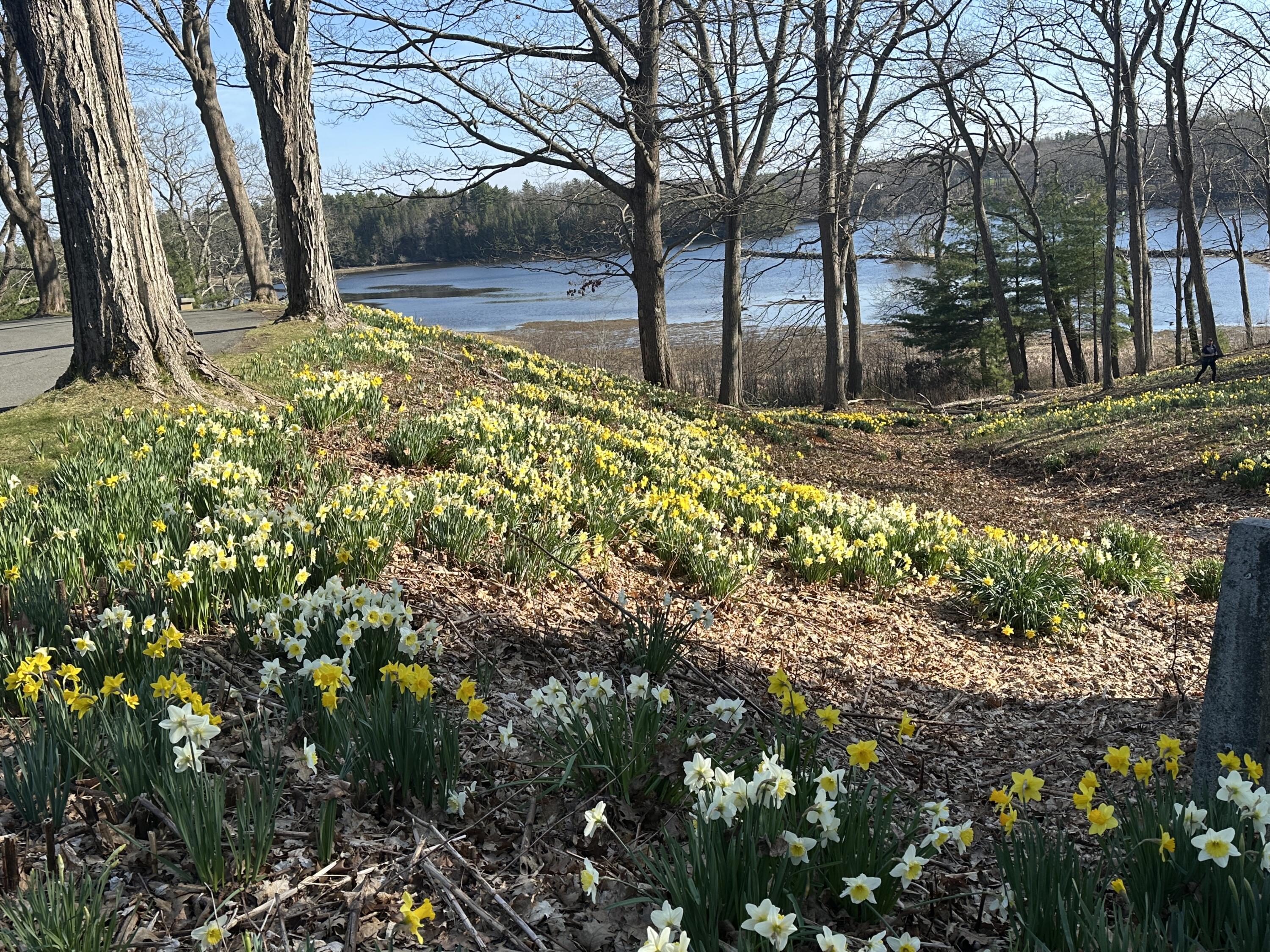 1 Pine Ridge Road Saco, ME 04072 - Photo 50 of 54 Laurel Hill