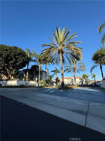 a view of the palm trees