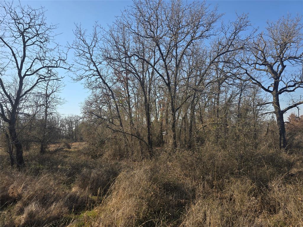 1017 Vh Ranch Road Poolville, TX 76487 - Photo 2 of 3 a view of a forest with lots of trees