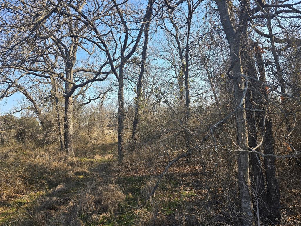 1017 Vh Ranch Road Poolville, TX 76487 - Photo 3 of 3 a view of forest