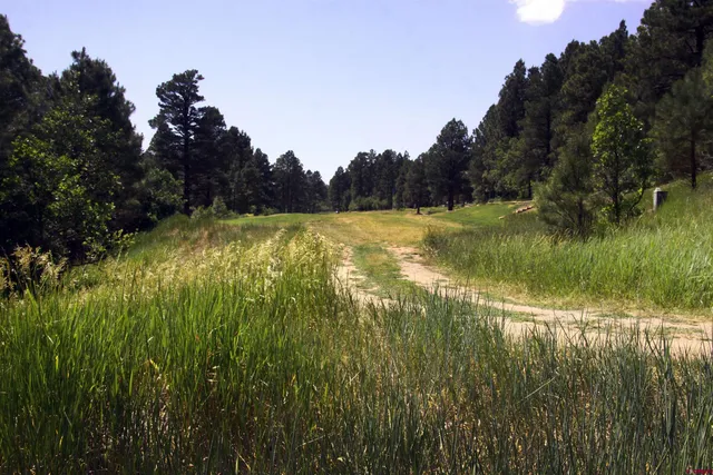 a view of a green yard with a tree