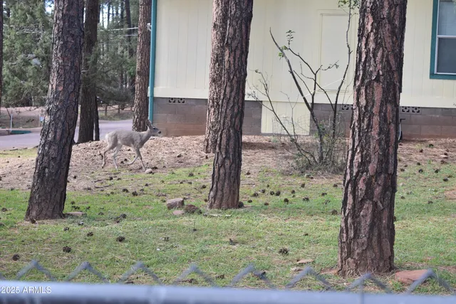 a view of a yard with a tree