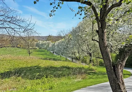 a view of a garden with a tree