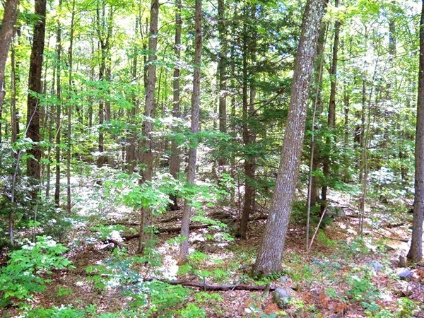 78 New Salem Road Petersham, MA 01366 - Photo 3 of 5 Gallery Image 3