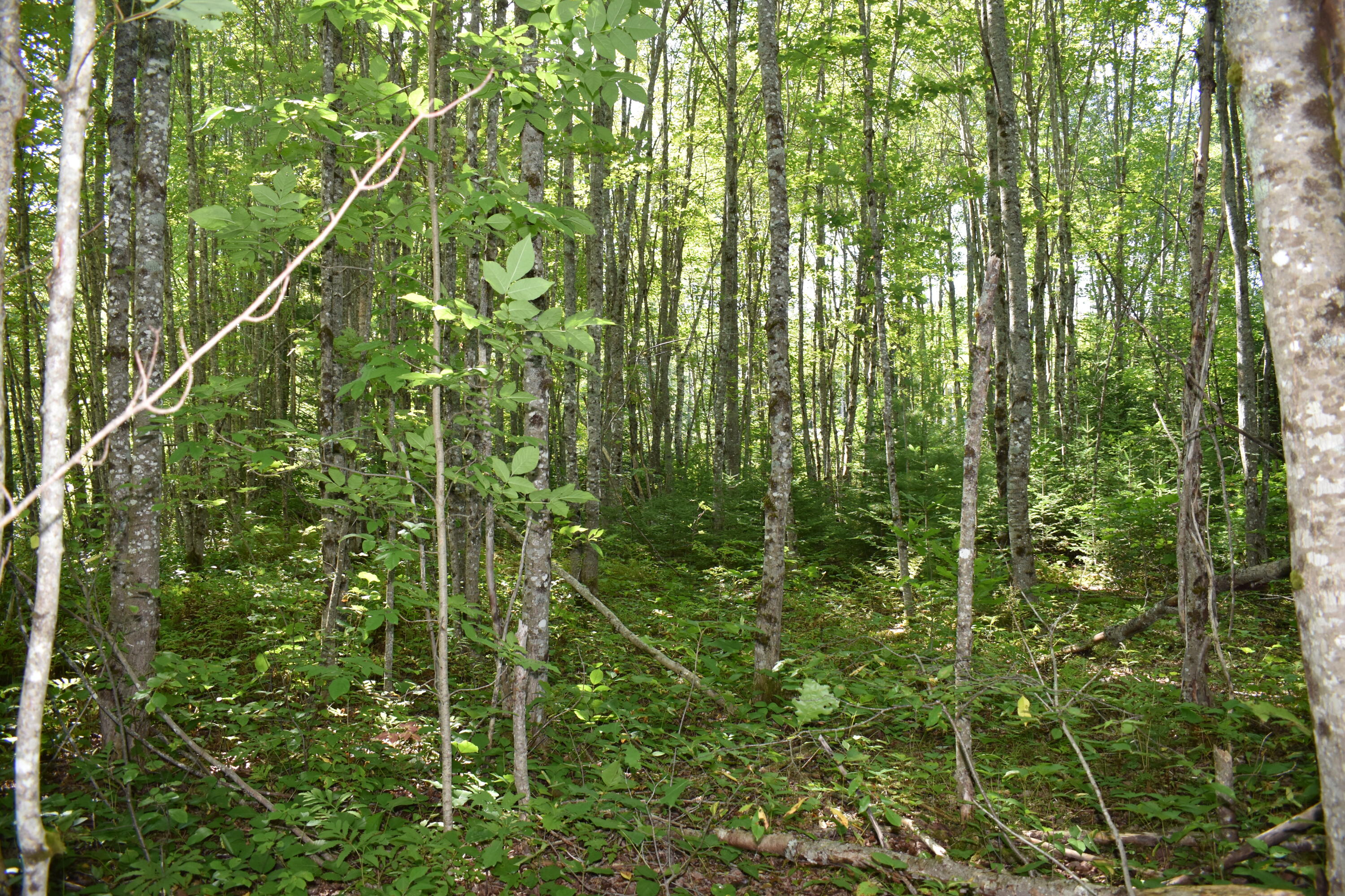 2 Edinburg Road Howland, ME 04448 - Photo 5 of 16 DSC_0232