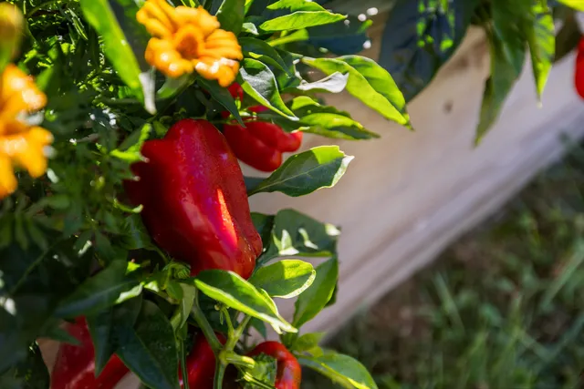 $329,900 | 16 Ball Diamond Trail, Vesuvius, VA 24483