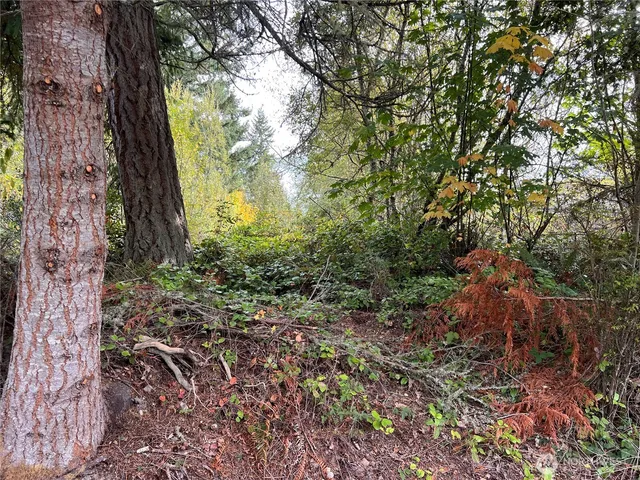 a view of a yard with plants and trees