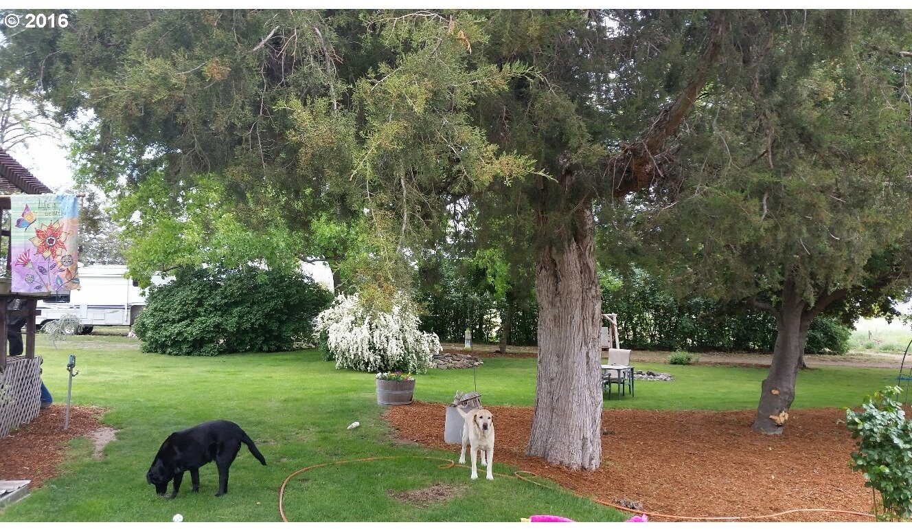 77862 North Ash Road Stanfield, OR 97875 - Photo 25 of 28 a view of a park with large trees