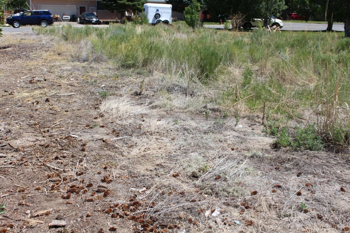 Cameron Dr Cameron Drive Bridgeport, CA 93517 - Photo 6 of 12 a view of a yard with a house and covered with trees