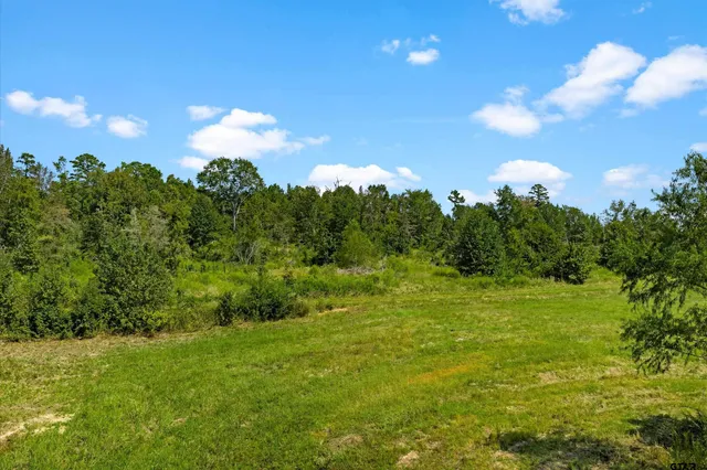 a view of a big yard with large trees and plants
