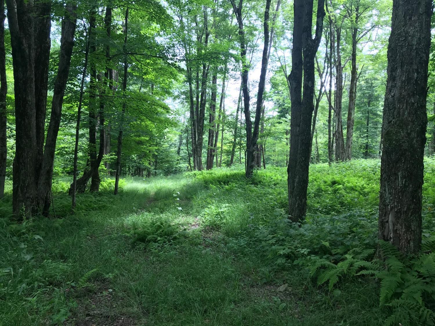 0 Mackey Road Franklin, NY 13775 - Photo 1 of 1 Gallery Image 1