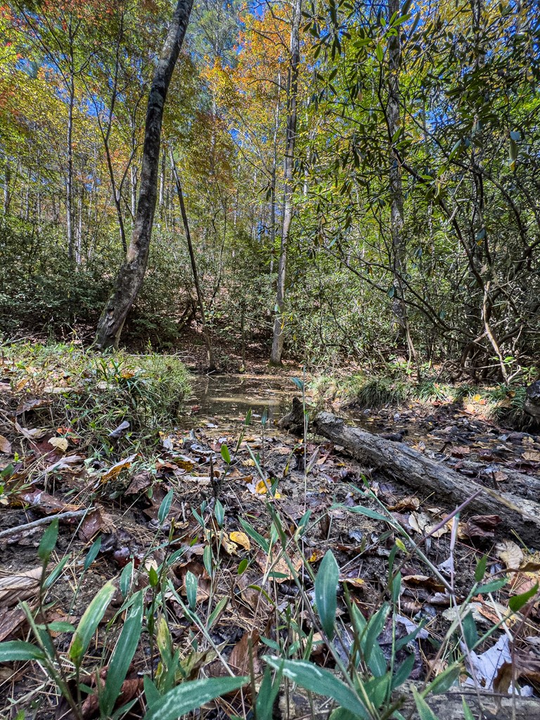 614 Rockridge Road Murphy, NC 28906 - Photo 41 of 43 a view of a forest with a tree