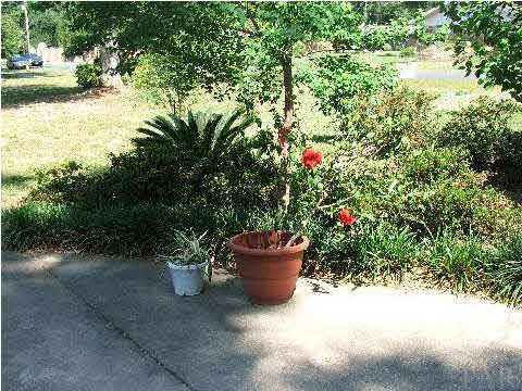 4839 Williams Road Pace, FL 32571 - Photo 9 of 17 ~ MATURE LANDSCAPING ~ EXTRA LARGE CONCRETE DRIVE ~ BLUE BIRDS ARE NESTING