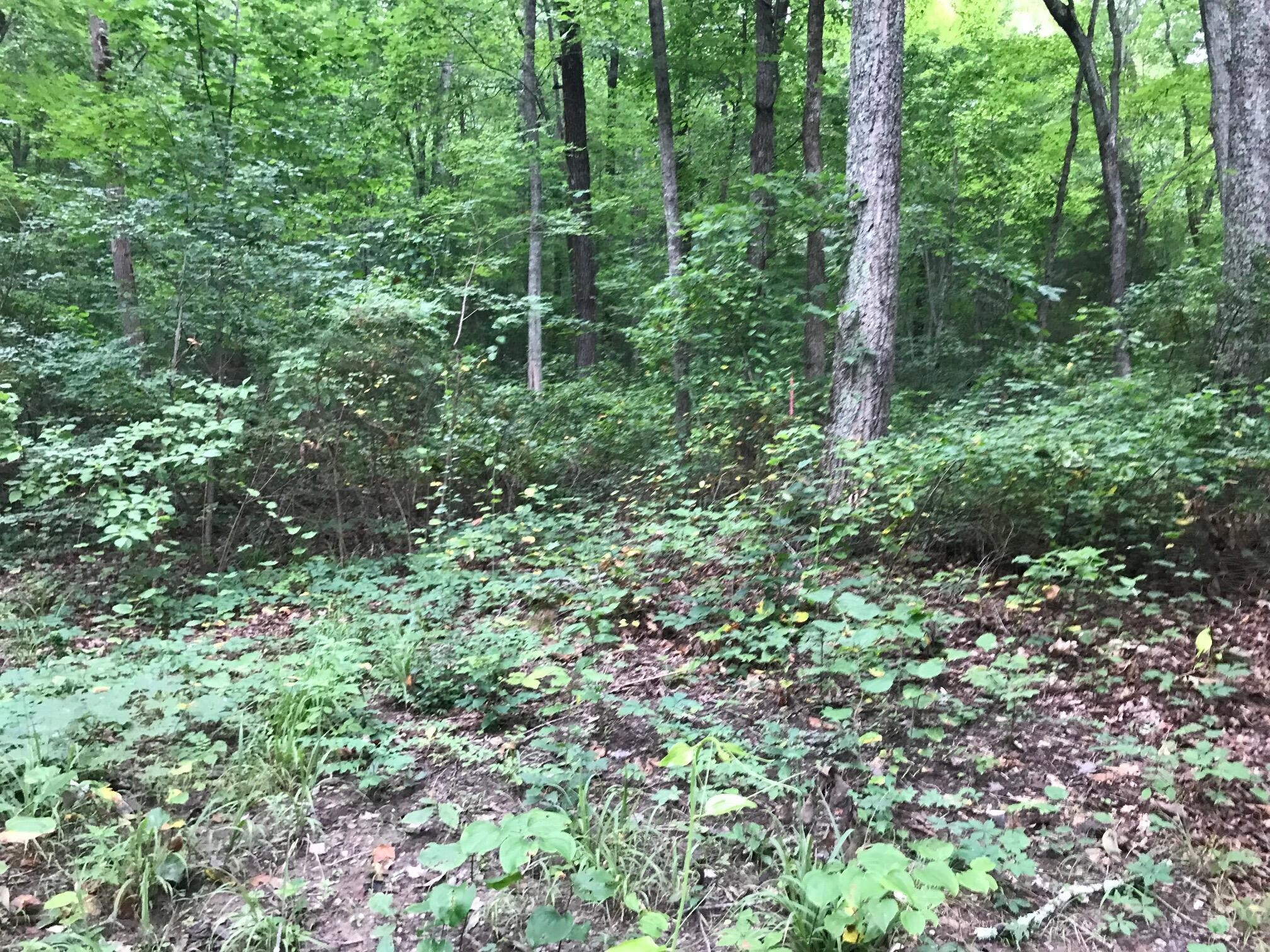 1 Smith Mountain Road Dunlap, TN 37327 - Photo 7 of 15 Gallery Image 7