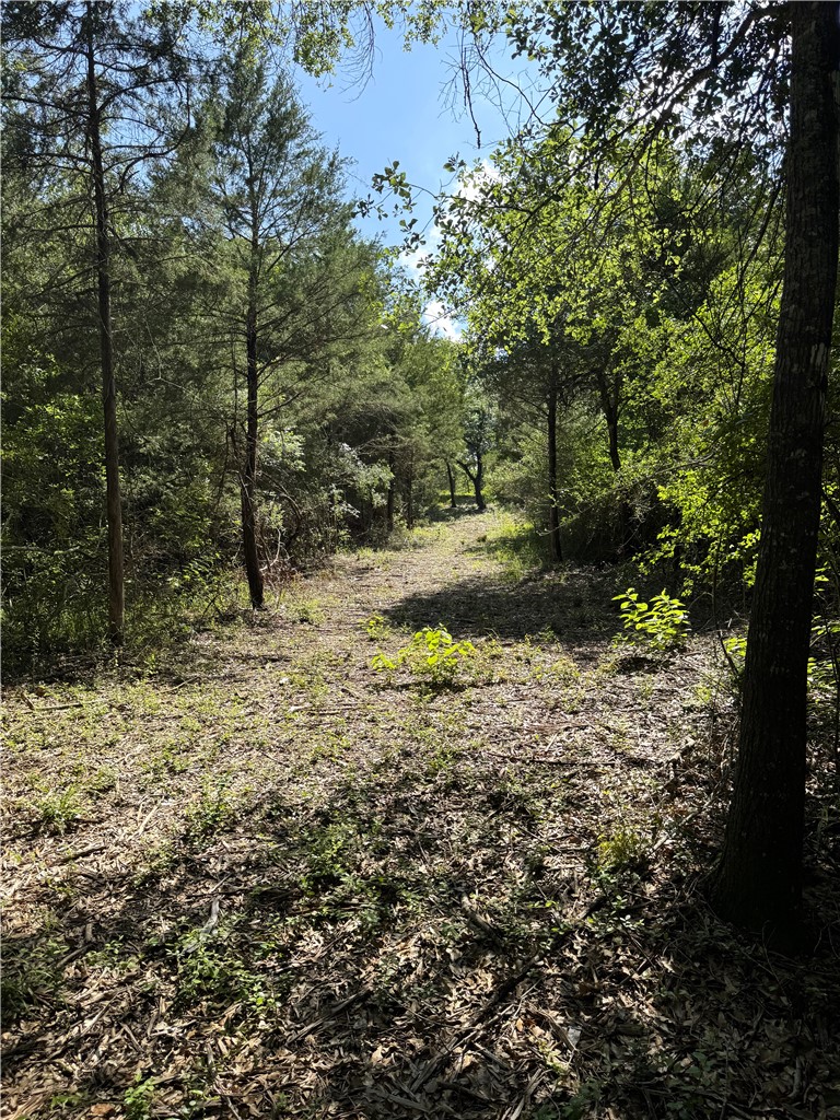 3816 Pin Oak Road Franklin, TX 77856 - Photo 10 of 15 Property line back left side 29 Ac