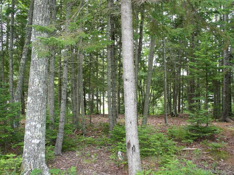 3 Morang Cove Road Lubec, ME 04652 - Photo 26 of 33 Land.