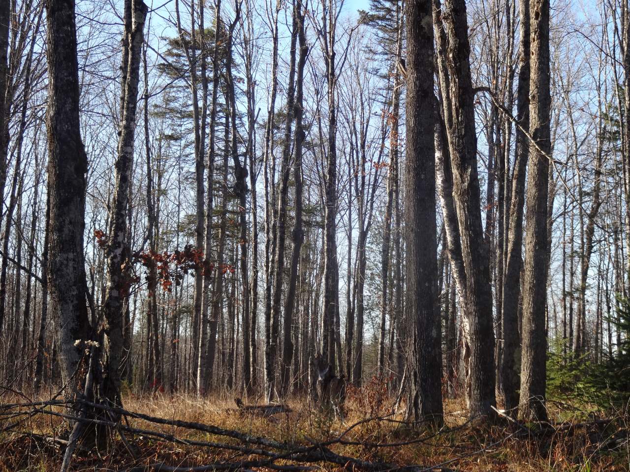 Near Near Net River Road Crystal Falls, MI 49920 - Photo 1 of 4 Gallery Image 1