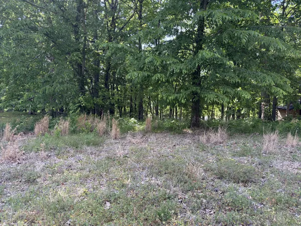 a view of a lush green forest with lots of trees