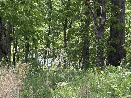 a view of a lush green forest
