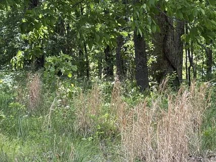 a view of a yard
