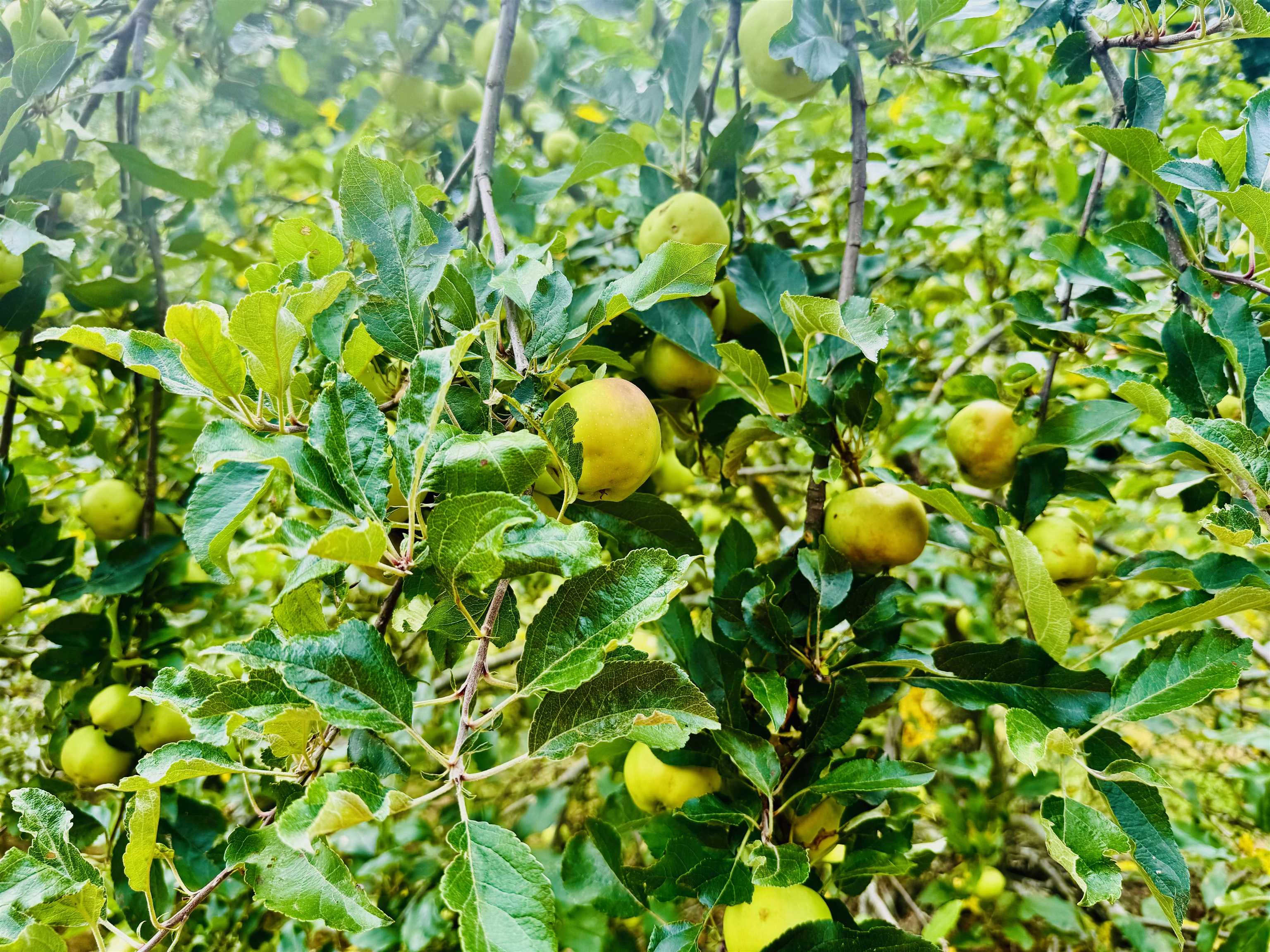 120 Blackjack Xing Road Walpole, NH 03608 - Photo 46 of 52