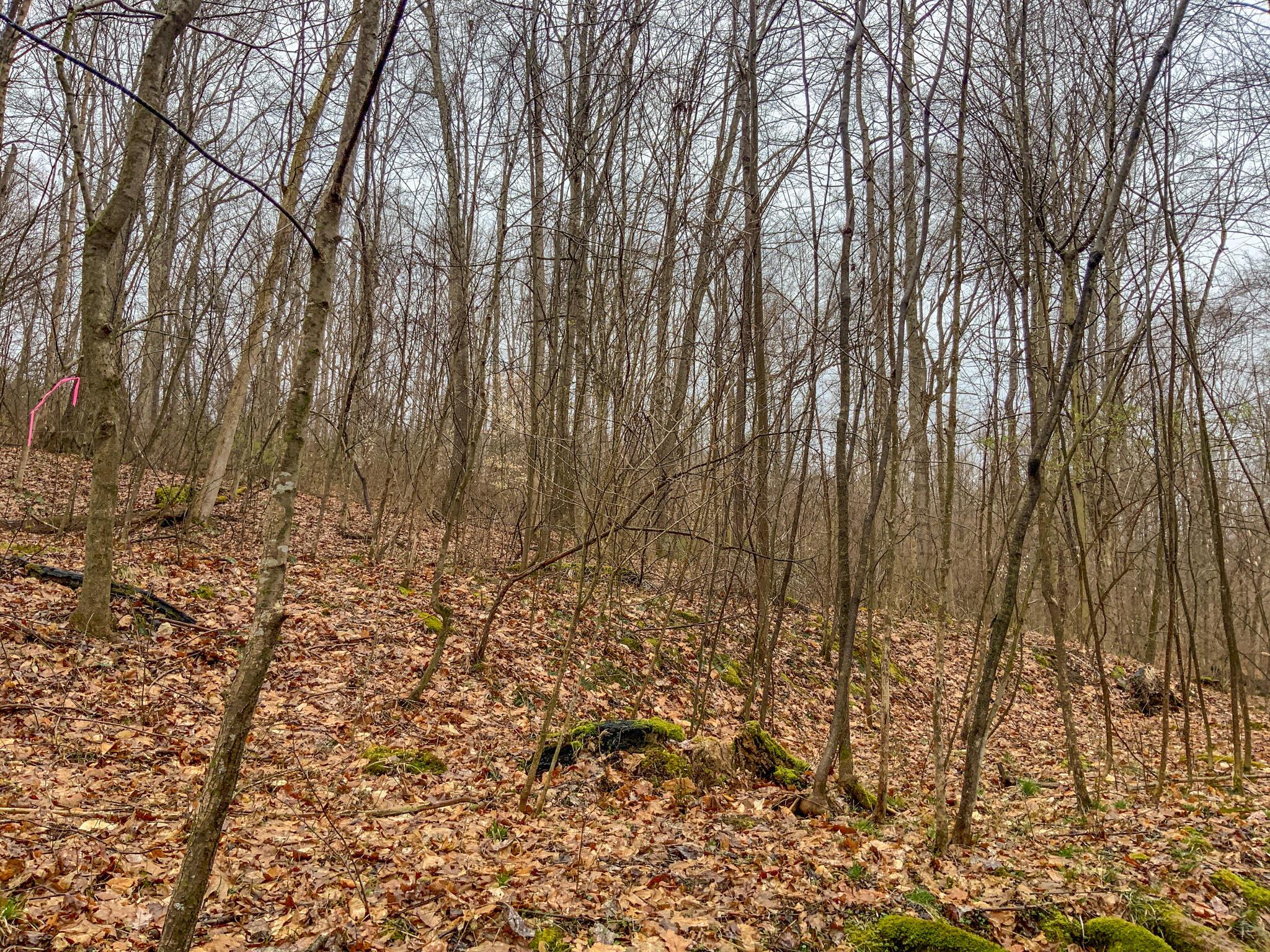 0 Twp Road Caldwell, OH 43724 - Photo 24 of 25 IMG_5497
