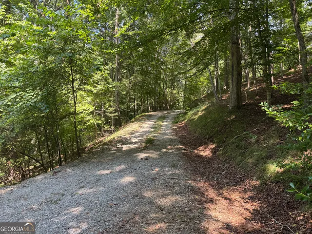 a view of a forest with trees