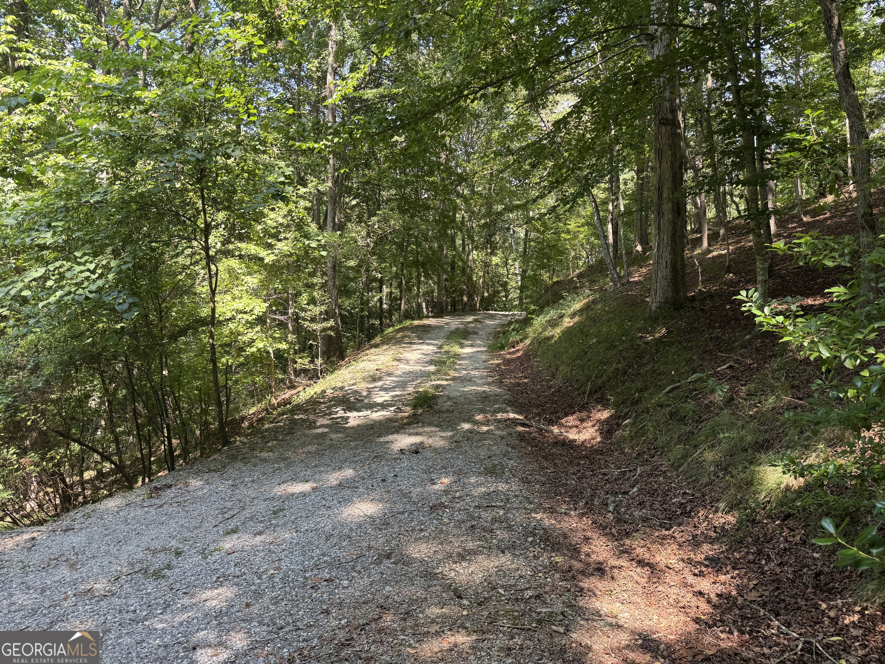 a view of a forest with trees