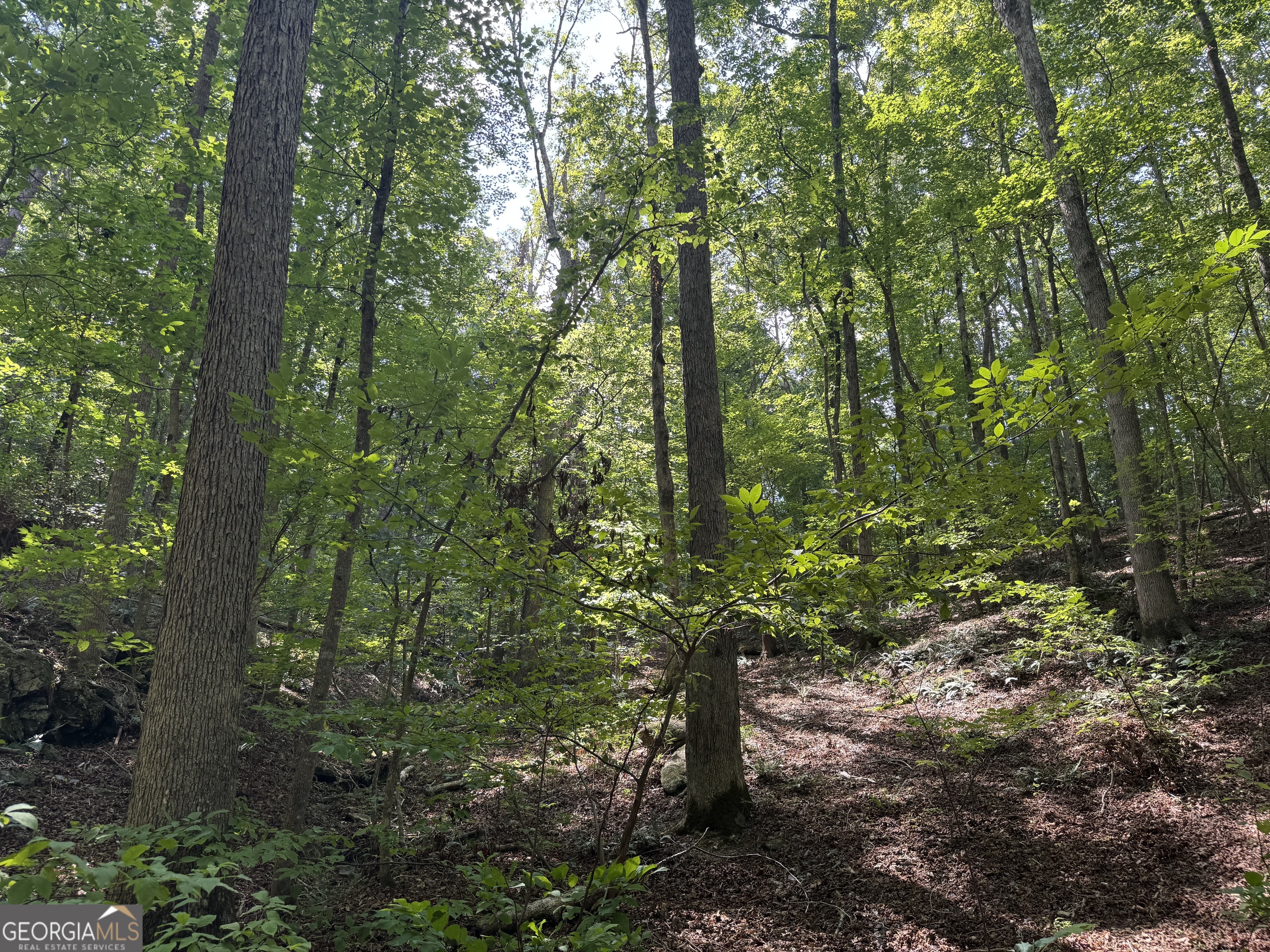0 Casa Rio Drive Cornelia, GA 30531 - Photo 14 of 28 a view of a forest with lots of trees
