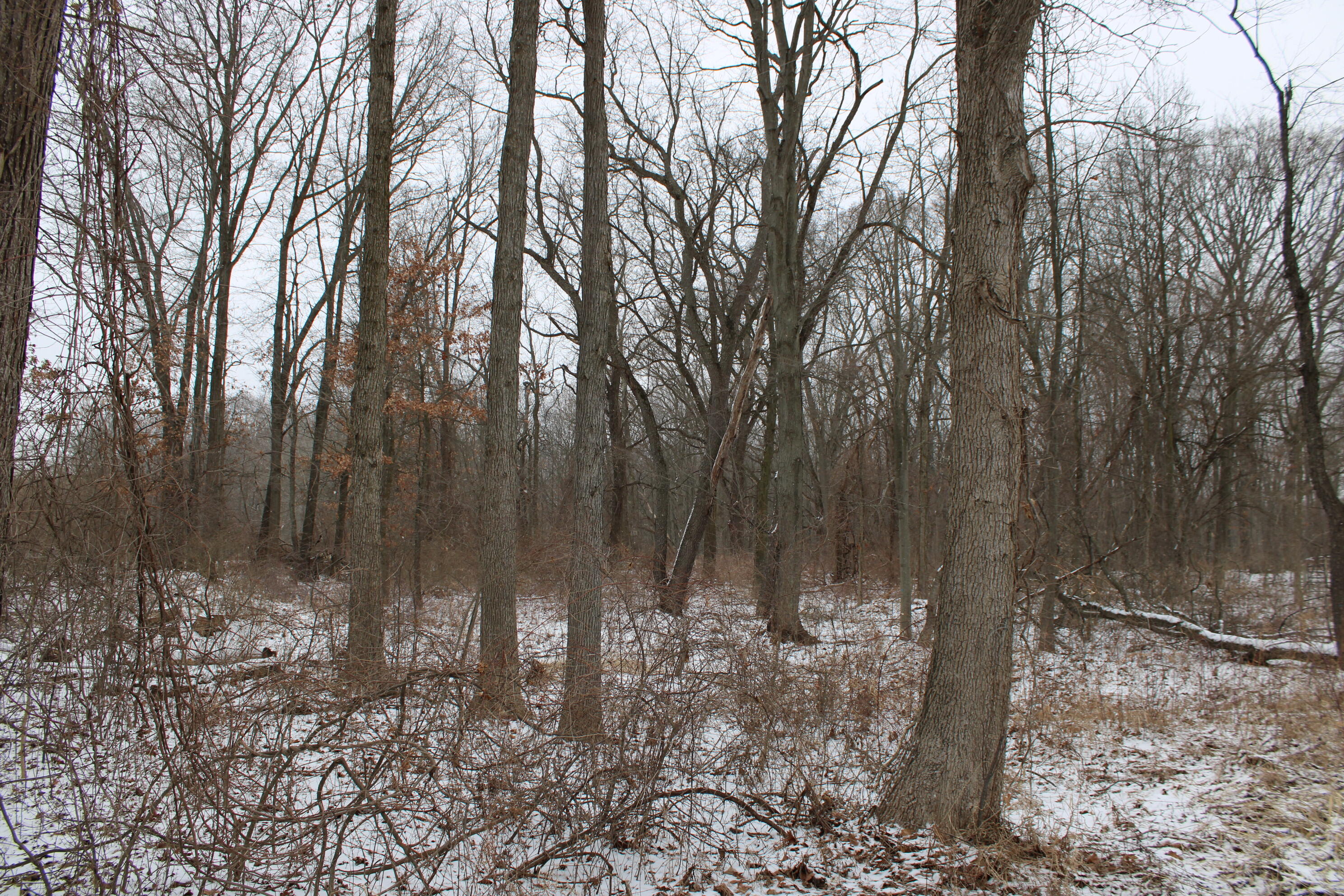 7998 4 Mile Road Northeast Ada, MI 49301 - Photo 5 of 6 IMG_0156