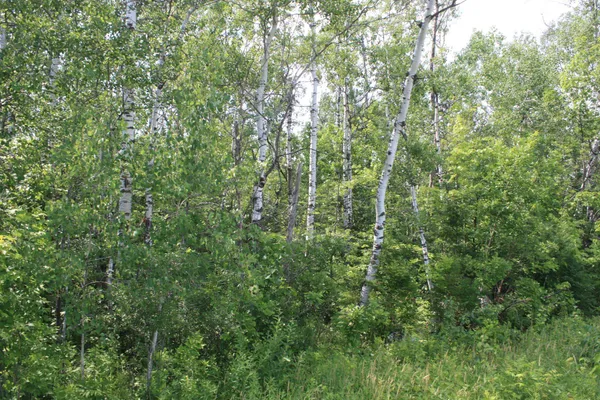 $49,900 | 39-xx South County Rd O, Maple, WI 54854