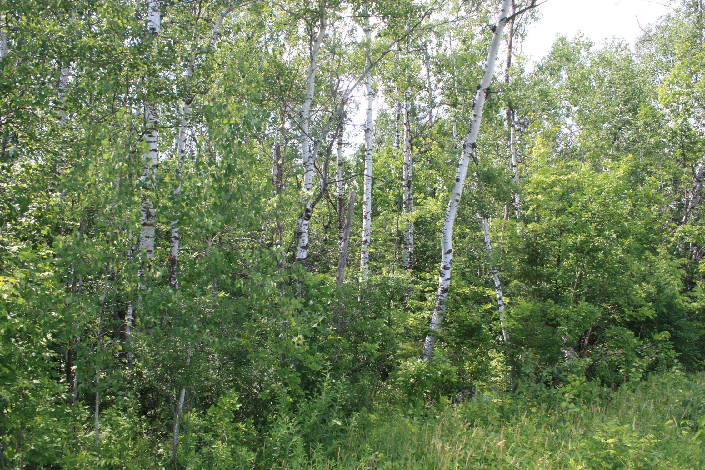 39-xx South County Rd O Maple, WI 54854 - Photo 12 of 12