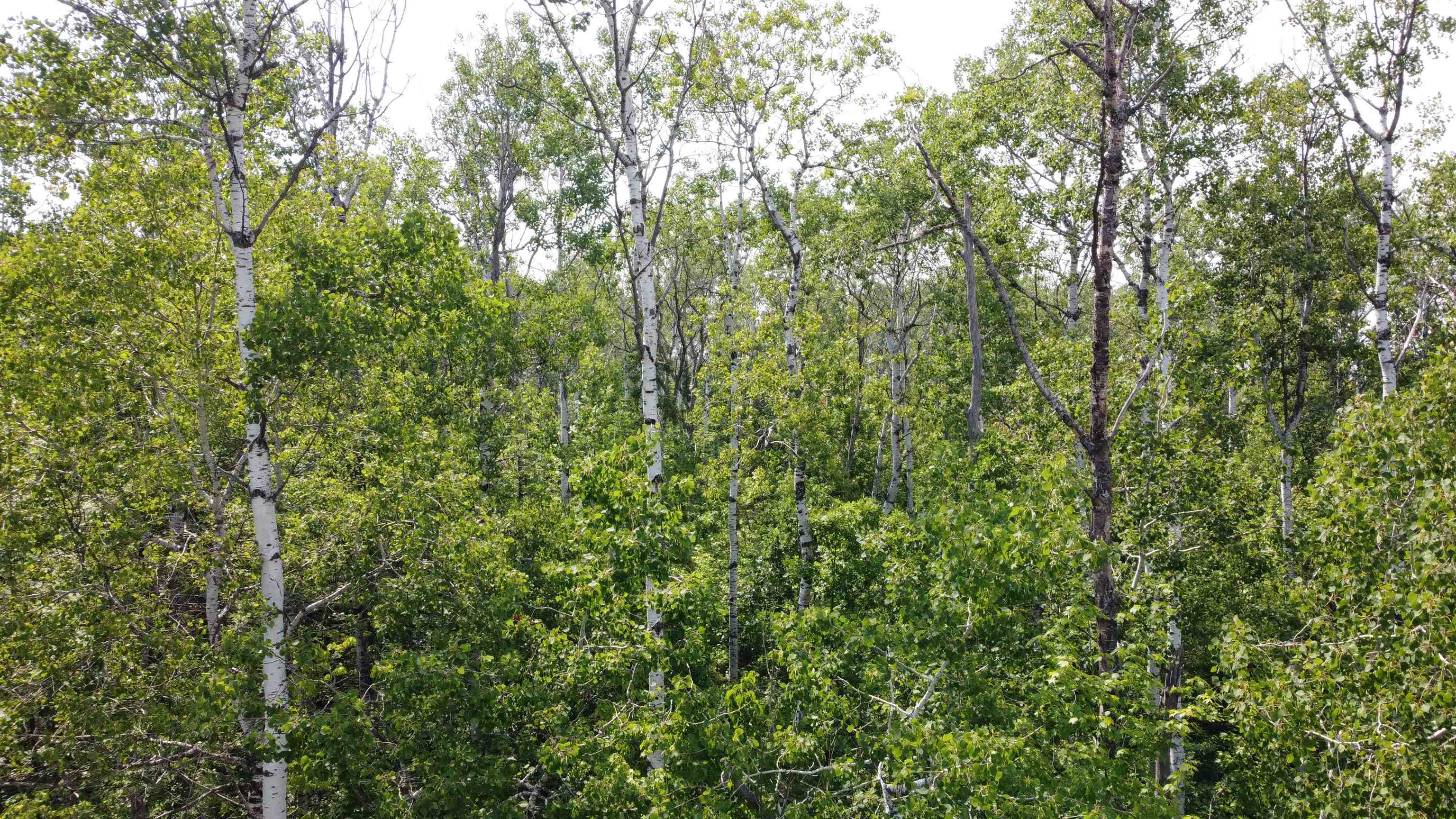 39-xx South County Rd O Maple, WI 54854 - Photo 6 of 12