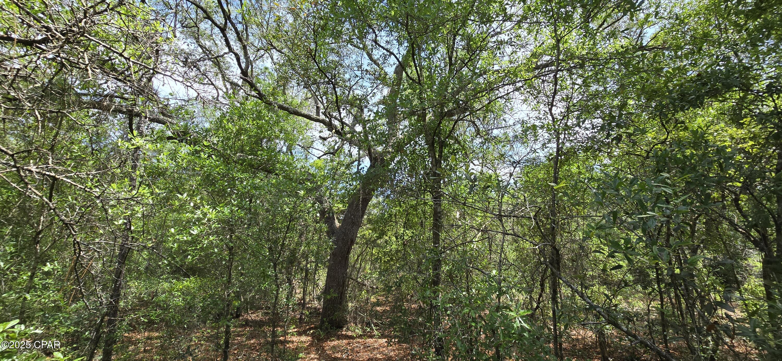 Lot 18 Lot Circle Chipley, FL 32428 - Photo 6 of 15