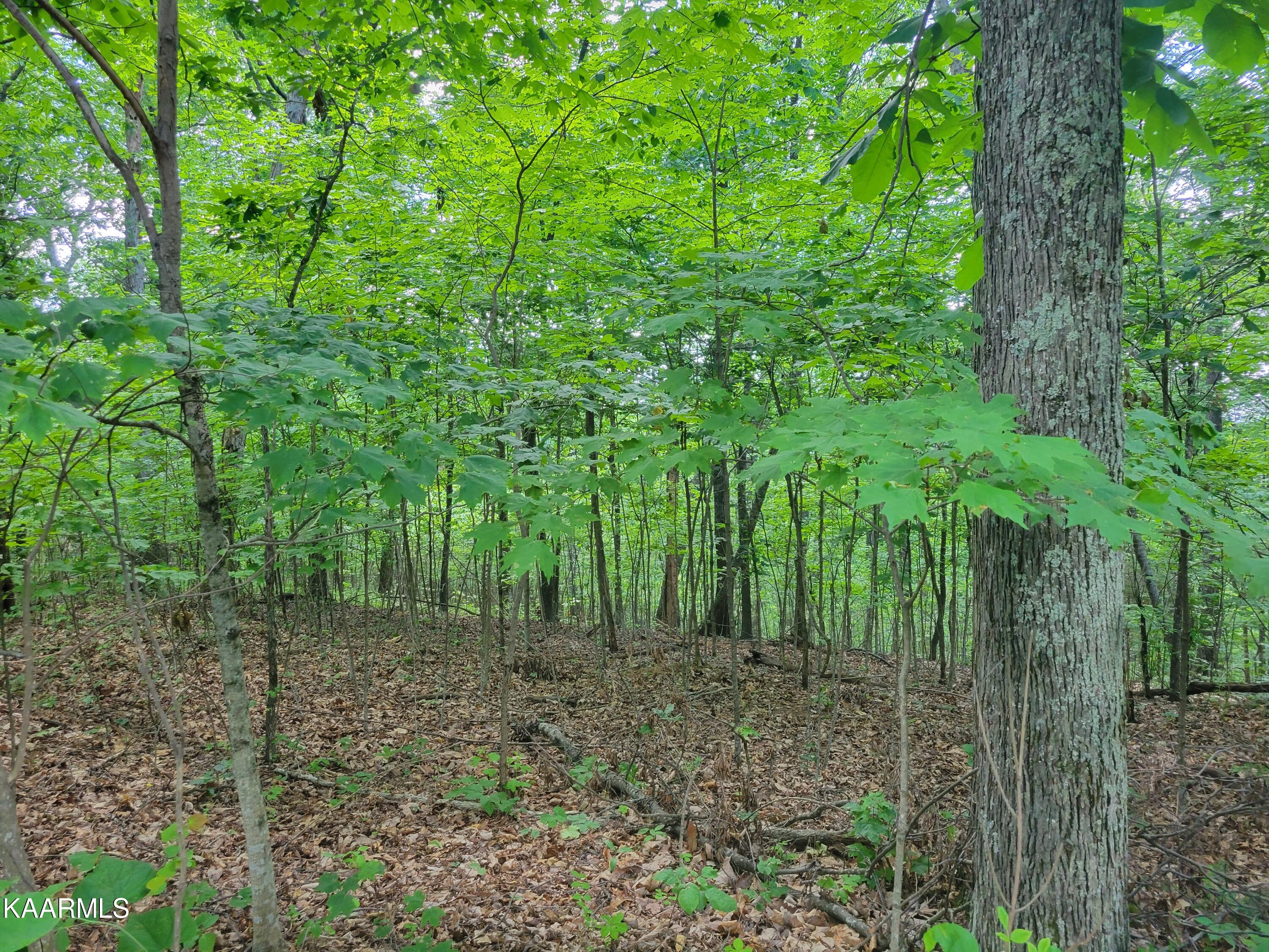 Flat Gap Road Jefferson City, TN 37760 - Photo 12 of 18 12