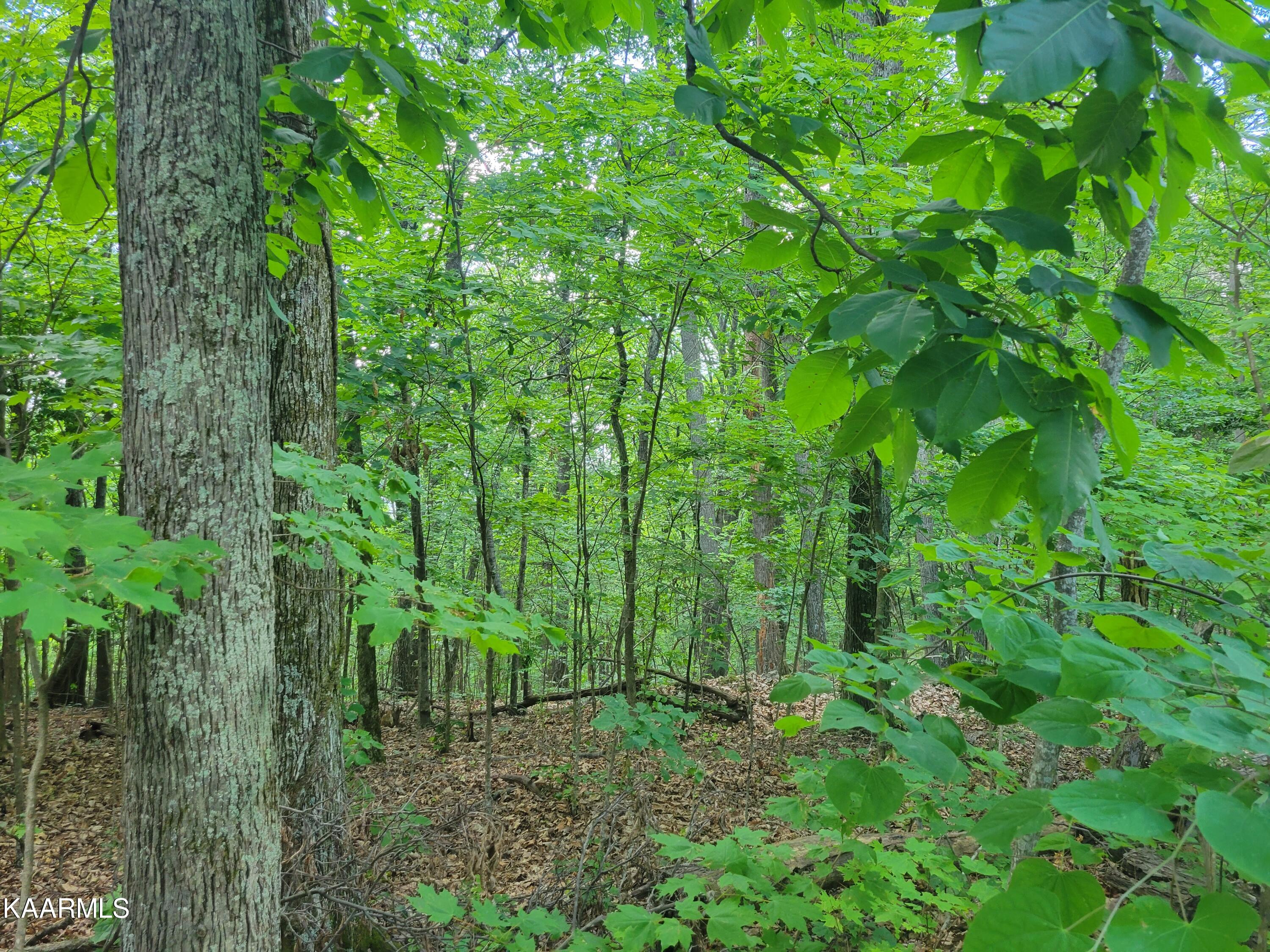 Flat Gap Road Jefferson City, TN 37760 - Photo 13 of 18 13