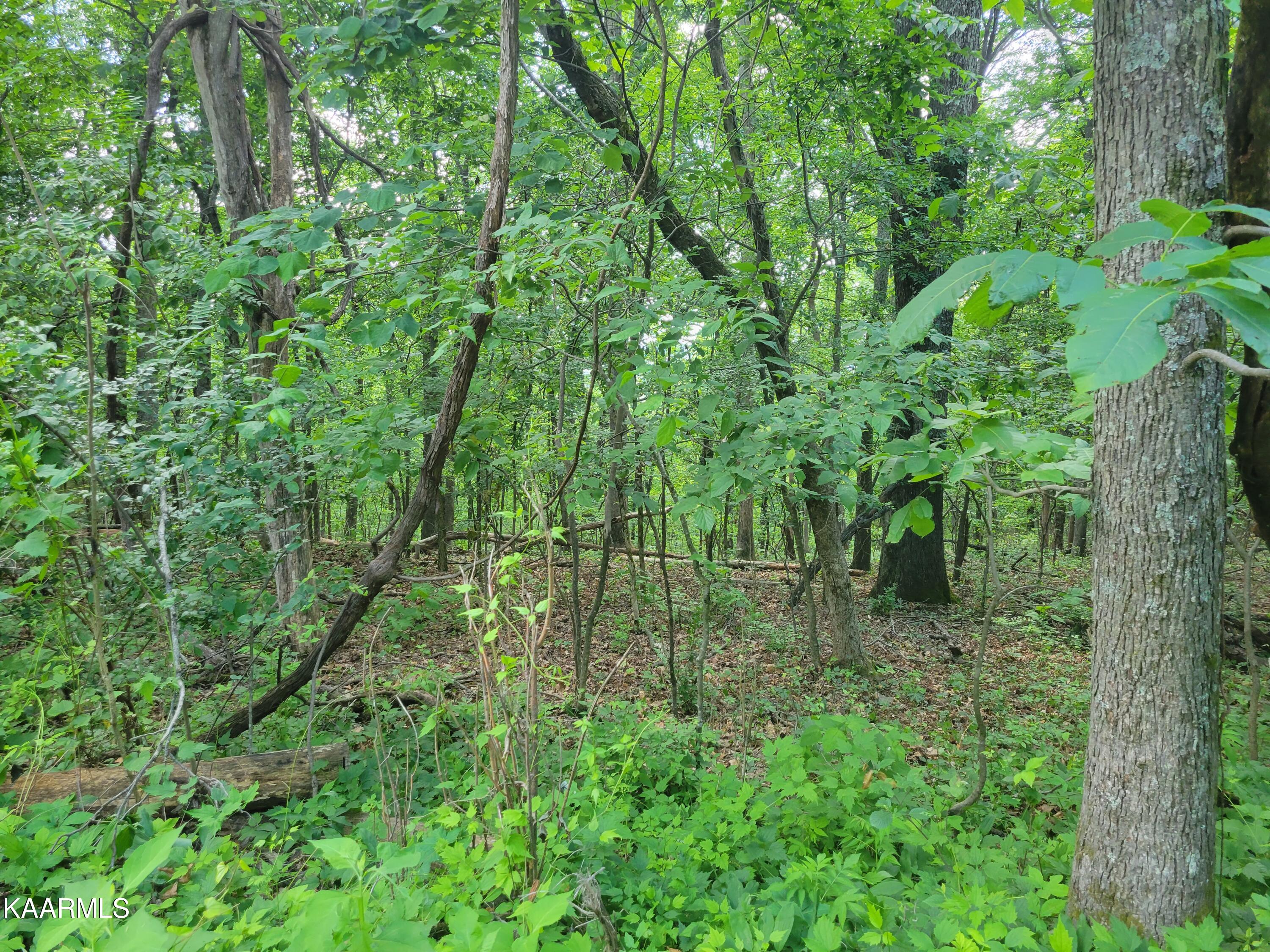 Flat Gap Road Jefferson City, TN 37760 - Photo 16 of 18 16